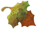 Foliage Progression III - Maple Leaf