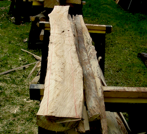 Logs cut in half